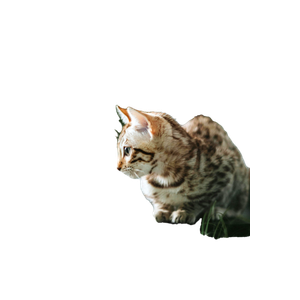 A Beautiful Bengal Cat With Striking Fur Patterns Crouching Indoors. 17232 - Cat PNG image with transparent background